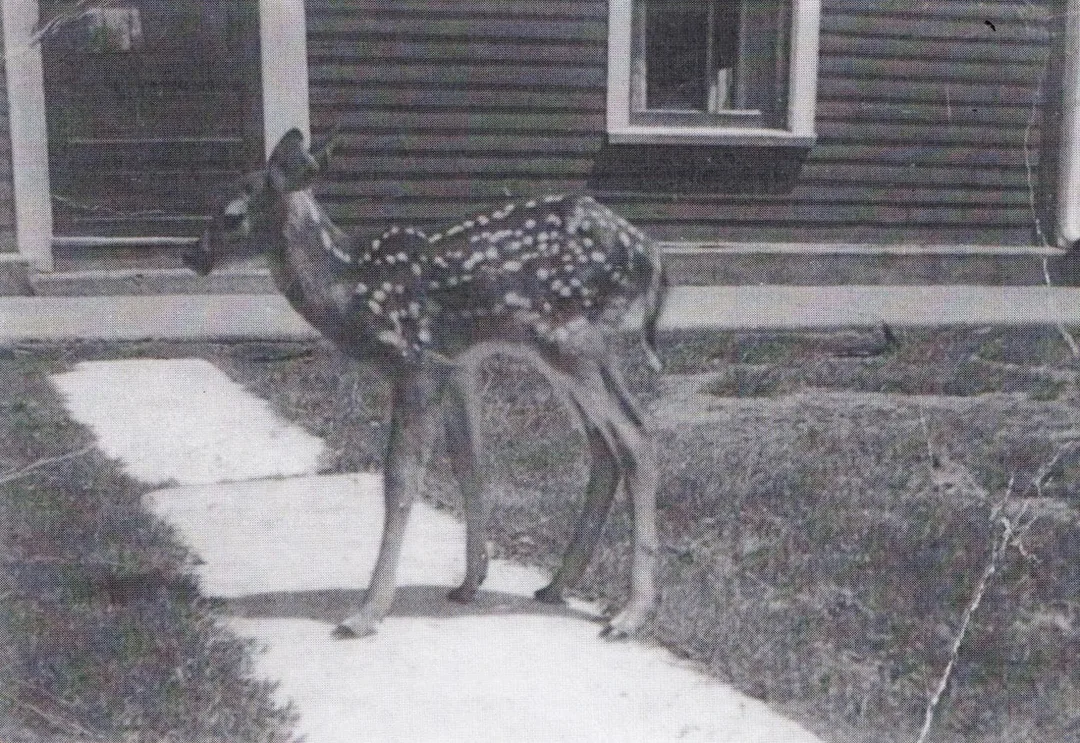 Picture of a fawn standing on a stone walkway in front of a home